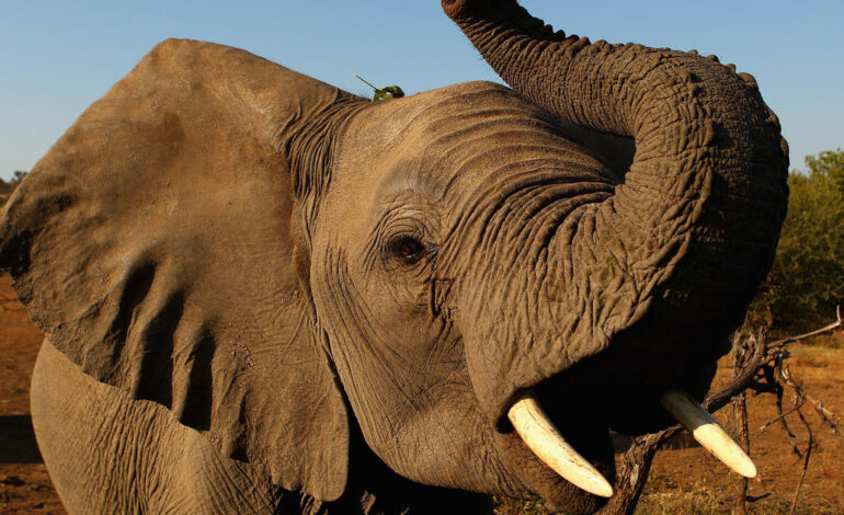 Botswana grozi, że wyśle ​​20 000 słoni, aby „błąkały się” po Niemczech w ramach publicznego sporu dotyczącego polowań na trofea
