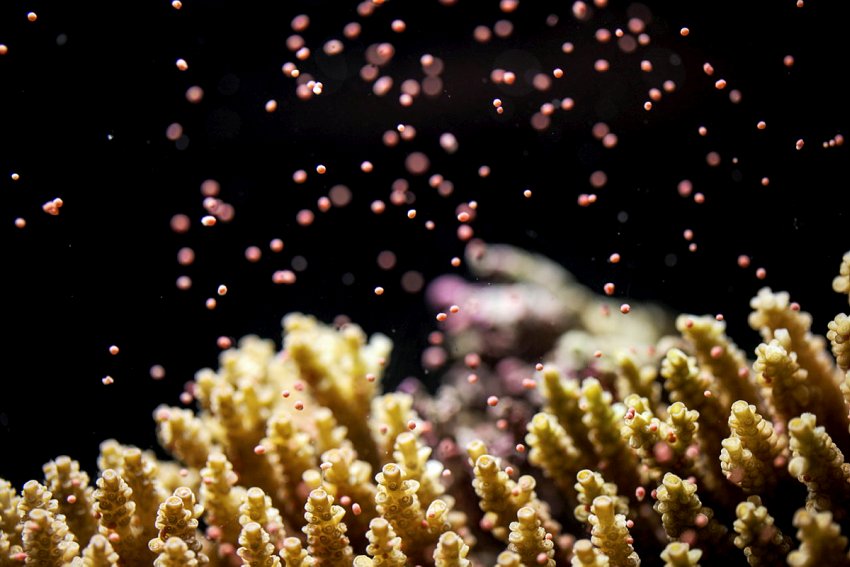Zdjęcie kamienistego żółtego koralowca wypuszczającego maleńkie różowe jaja