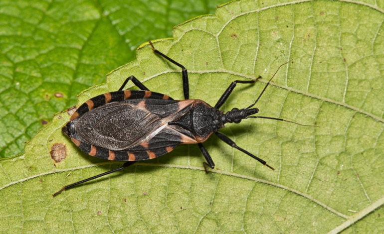 Całujące robaki, wektory choroby Chagasa, po raz pierwszy pomyślnie zmodyfikowano geny