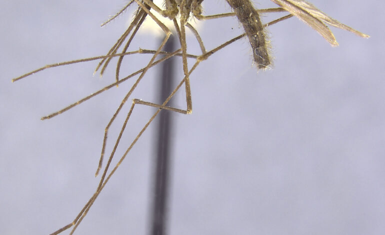 Badacze zajmujący się komarami śledzą historię malarii, badając jej epidemiologię