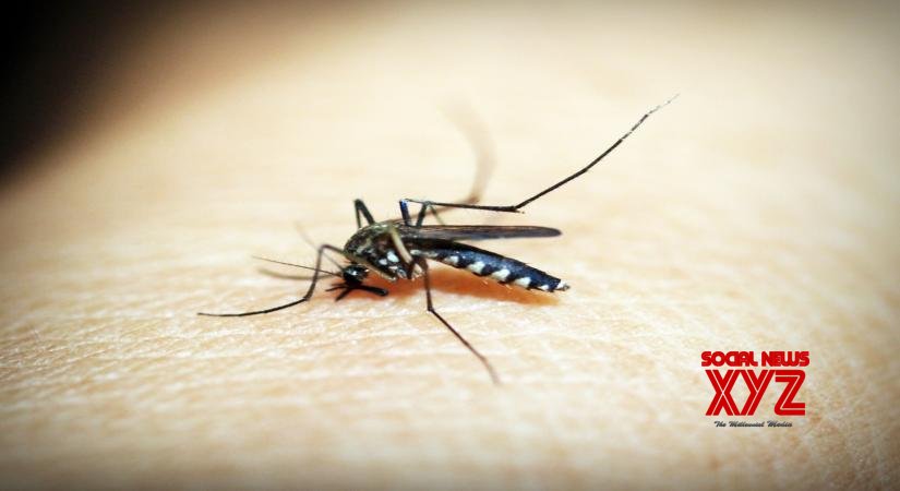 „Malaria podczas ciąży zwiększa ryzyko neurologiczne u dzieci”