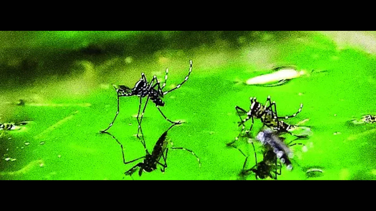 Denga: Weź odpowiedzialność społeczną za zapobieganie dendze: Urzędnicy ds. zdrowia |  Wiadomości z Aurangabadu