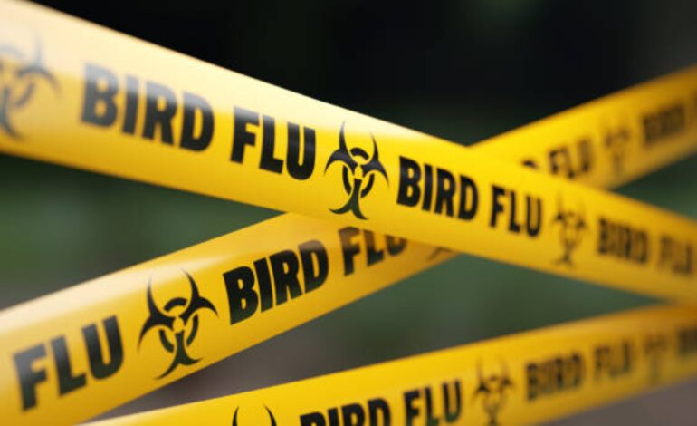 Pierwszy przypadek ptasiej grypy w Australii potwierdzono u dziecka, które zaraziło się podczas pobytu w Indiach