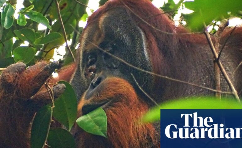 Orangutan widziany jako pierwszy leczył rany ziołami leczniczymi u dzikich zwierząt |  Prymatologia