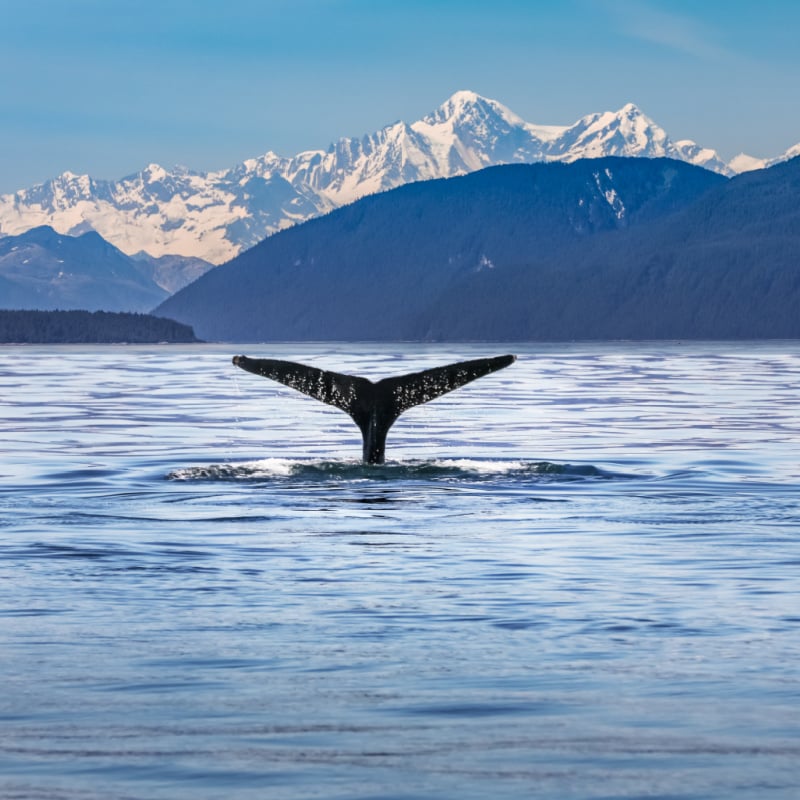 Obserwacja wielorybów na Alasce