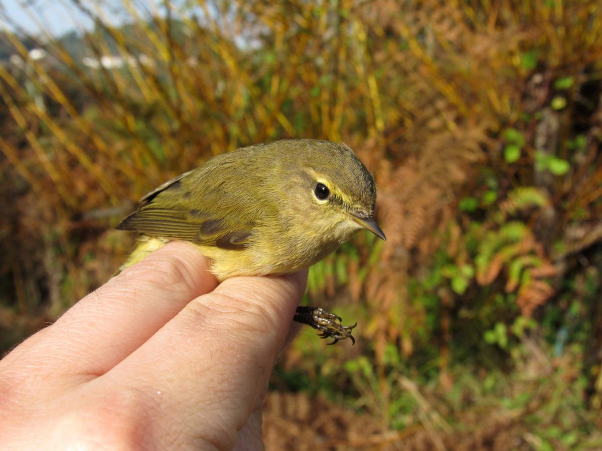 Wierzba wierzbowa (Phylloscopus trochilus) na ludzkich palcach z krzakami w tle.