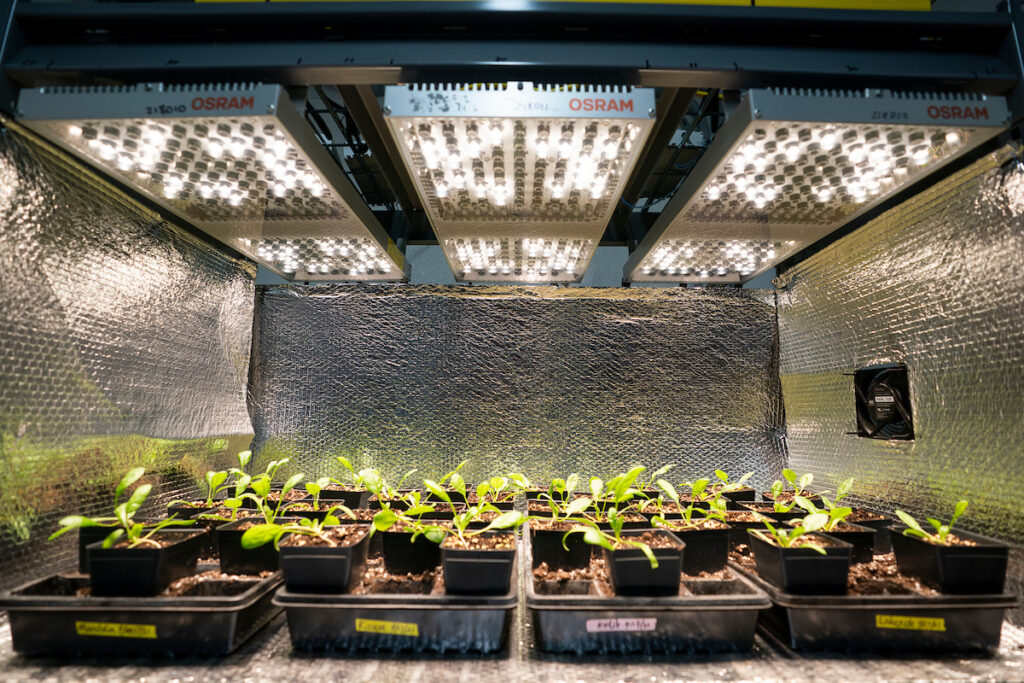Rośliny startowe pod oświetleniem w pudełku badawczym w kontrolowanym środowisku. 