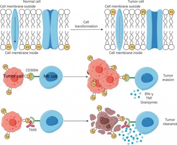 Doładowanie komórek odpornościowych do walki z rakiem krwi: przełom w immunoterapii nowotworów