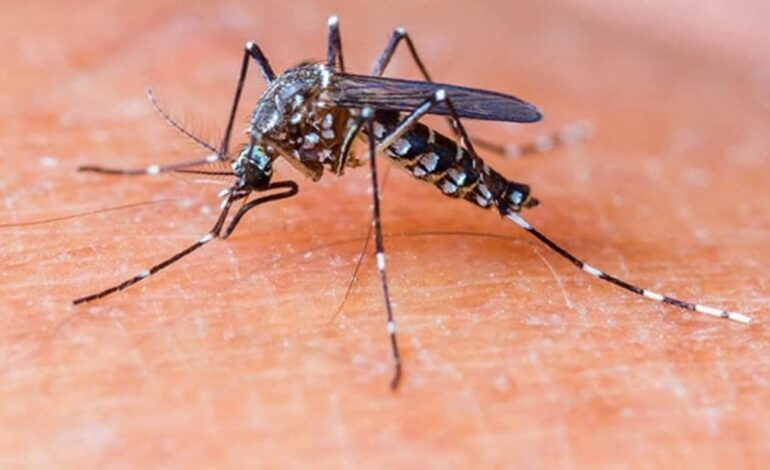 Wzrost liczby przypadków dengi zgłoszonych w Karnatace, rząd podejmuje środki zapobiegawcze |  Bengaluru