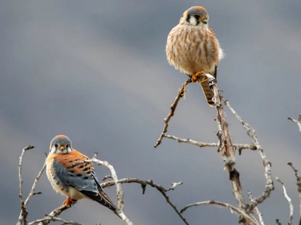 Badanie pokazuje, jak obserwowanie ptaków pomaga uczniom zmniejszyć stres i poprawić zdrowie psychiczne