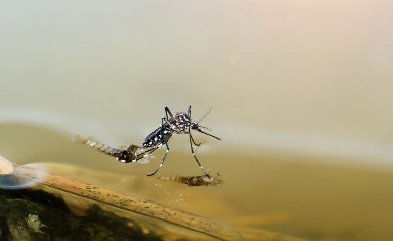 Badania pokazują, że w obu Amerykach wzrasta ryzyko chorób przenoszonych przez komary