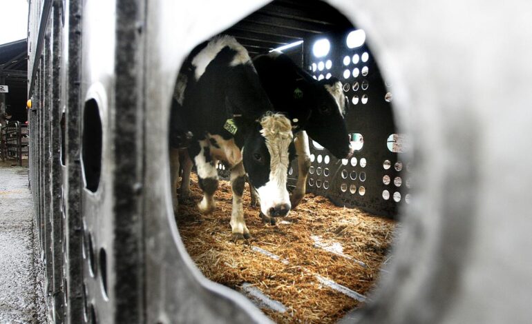 Epidemia wirusa H5N1: niejasna droga przenoszenia się ssaków wśród bydła