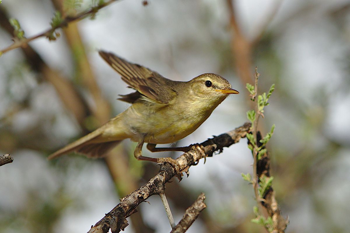 Wierzba wierzbowa (Phylloscopus trochilus) siedząca na gałęzi z rozpostartymi skrzydłami.