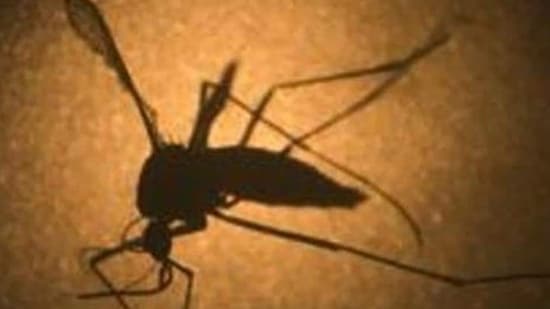 Narodowy Dzień Dengi 2024: Charakterystyczne oznaki dengi, których nie należy ignorować (Zdjęcie reprezentacyjne/AP)