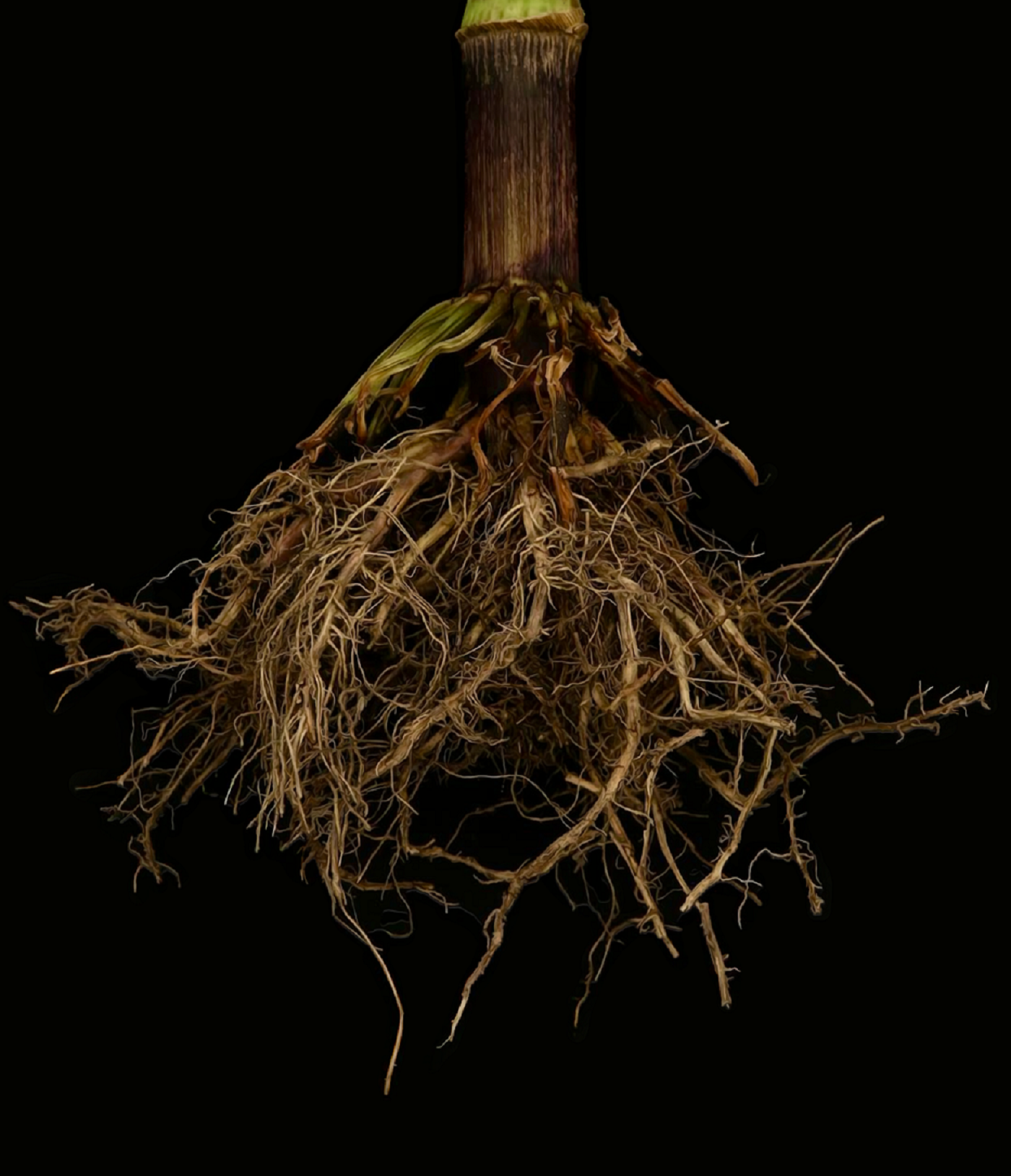 Ilustracja z ulepszonej fotografii "wróżka" korzenie kukurydzy