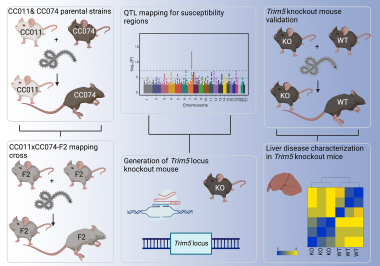 Streszczenie graficzne: Mapowanie loci podatności na patogenezę wirusa Ebola u myszy