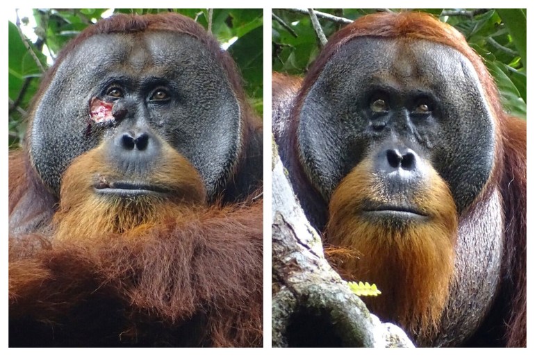Ta kombinacja zdjęć udostępniona przez fundację Suaq przedstawia ranę twarzy Rakusa, dzikiego samca orangutana sumatrzańskiego w Parku Narodowym Gunung Leuser
