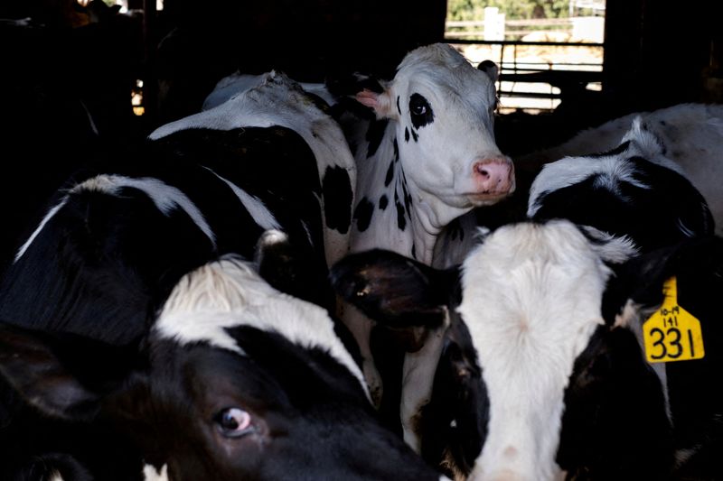 ©Reuters.  ZDJĘCIE PLIKU: Krowy hodowcy bydła mlecznego Brenta Pollarda stoją w zagrodzie na farmie bydła w Rockford, Illinois, USA, 9 kwietnia 2024 r. REUTERS / Jim Vondruska / File Photo