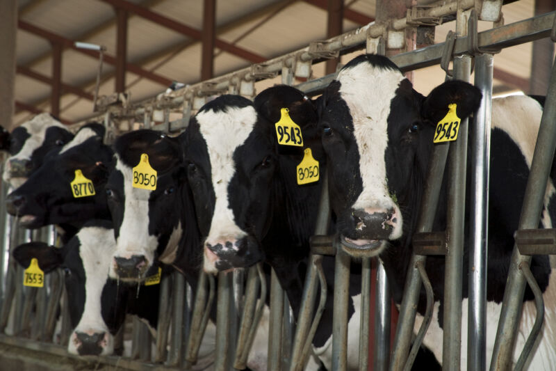 Krowy mleczne rasy holsztyńskiej w oborze wolnostanowiskowej.
