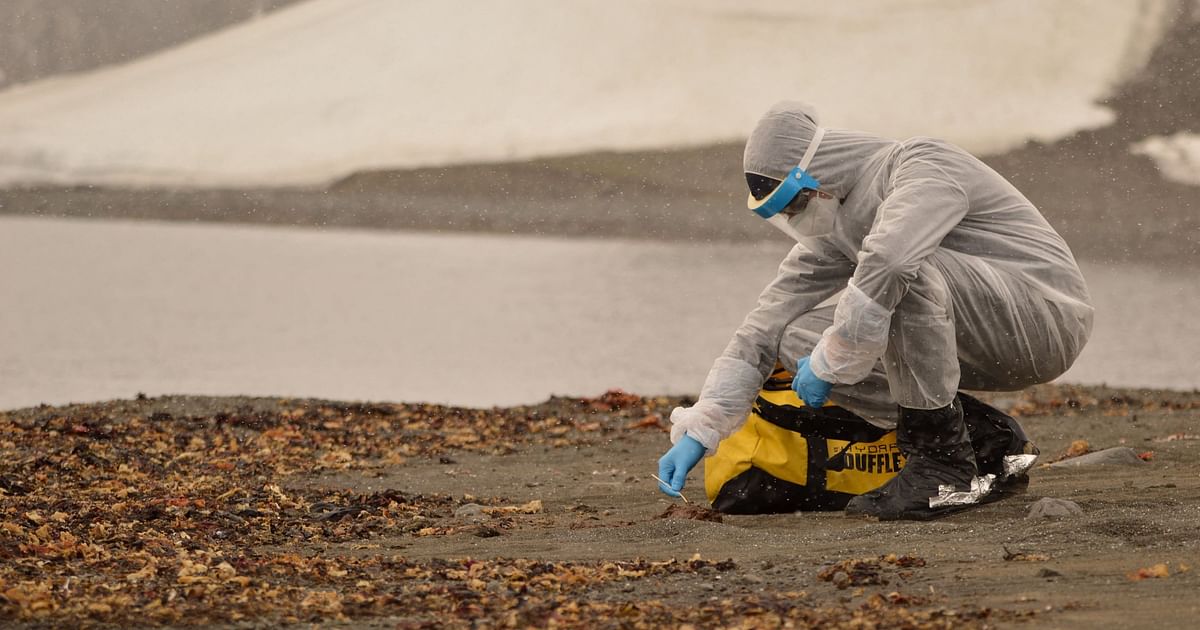 Detektywi zajmujący się chorobami próbujący chronić świat przed ptasią grypą