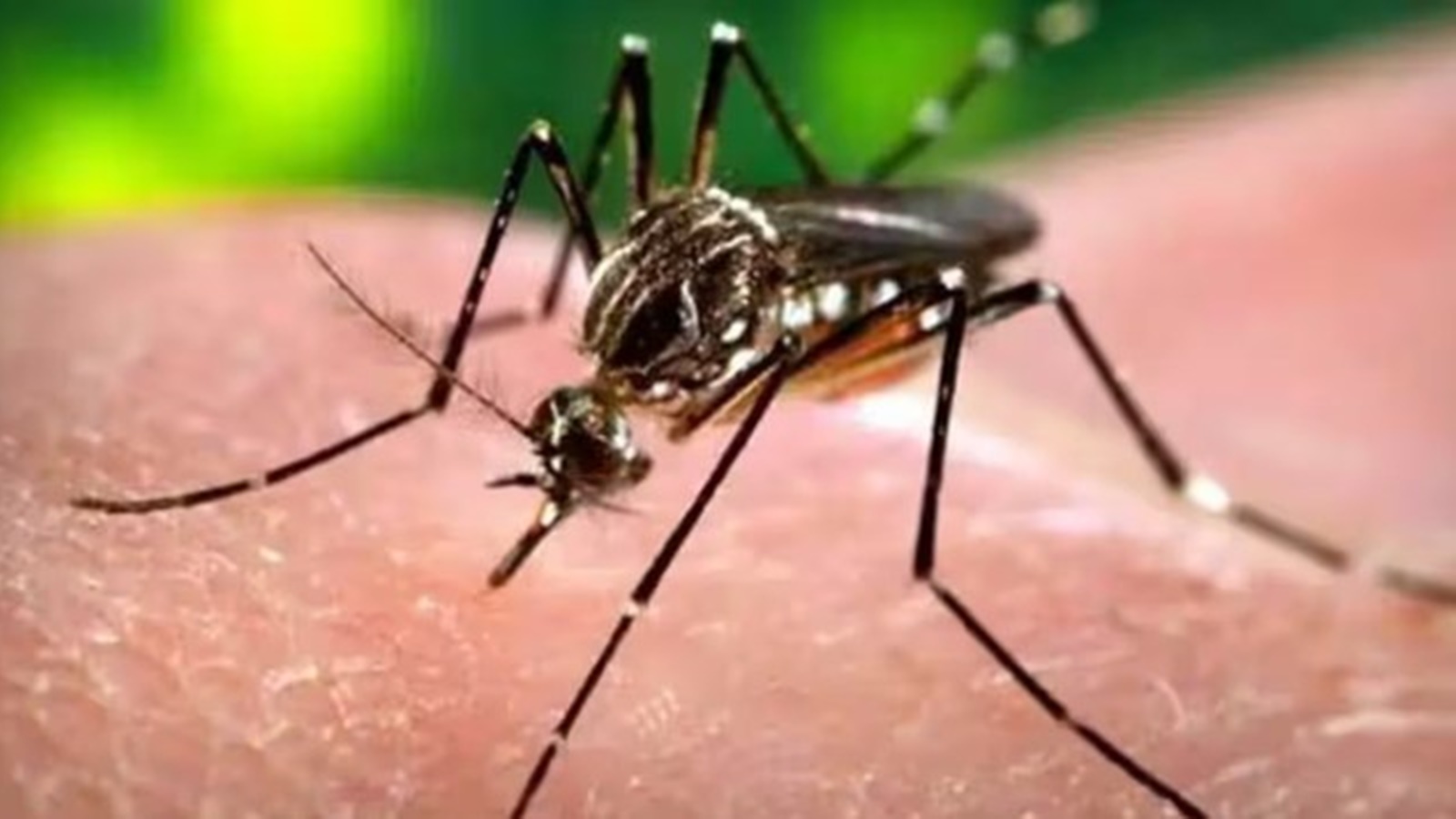 Dlaczego sekwencjonowanie genomu wirusa dengi może pomóc w kontrolowaniu choroby |  Wiadomości z Pune
