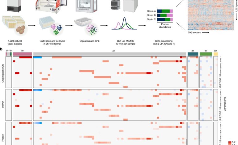 Jak drożdżom udaje się zrekompensować brak równowagi genetycznej dodatkowych chromosomów