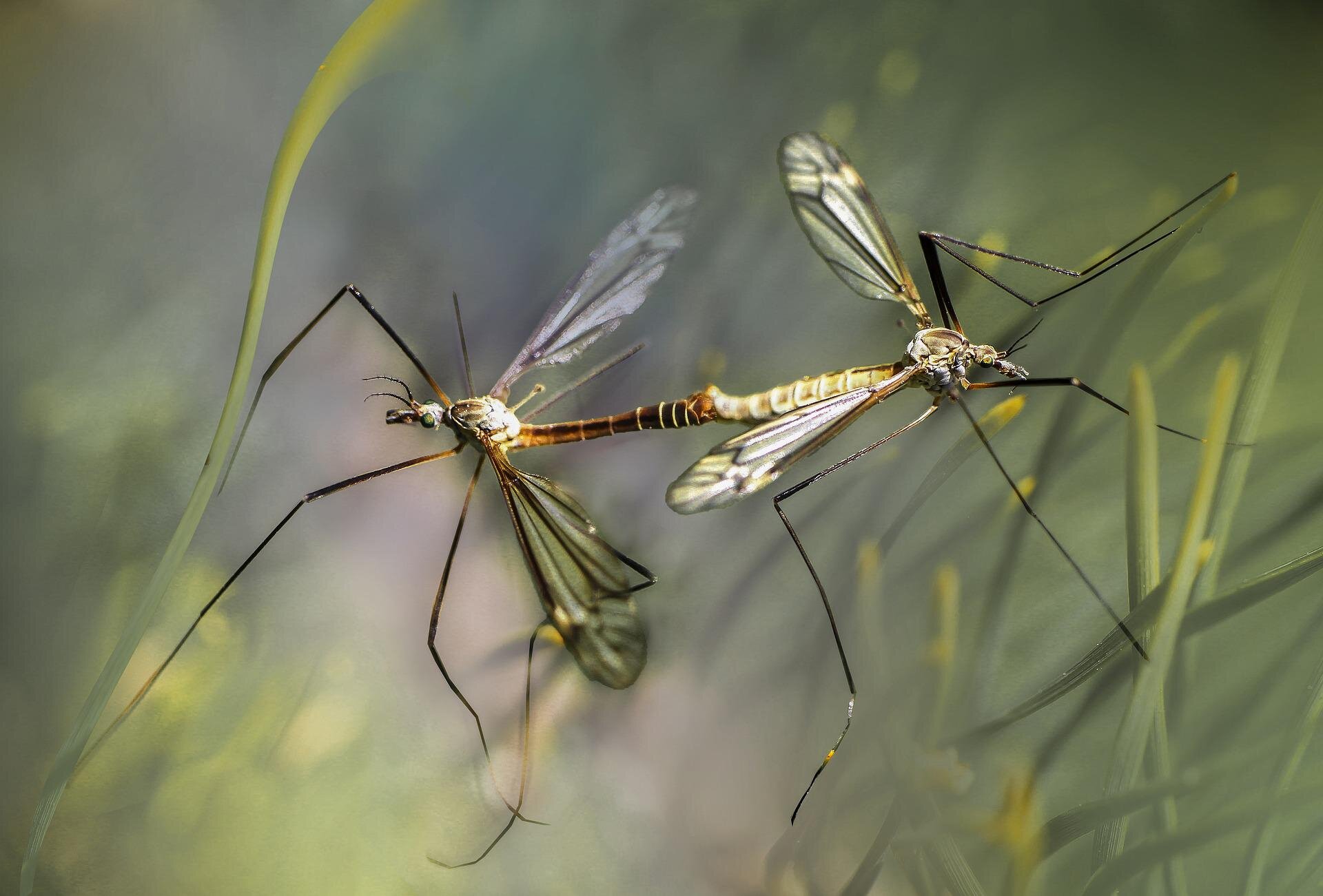 Badanie zmian klimatycznych przewiduje, gdzie komary będą się rozmnażać w przyszłości