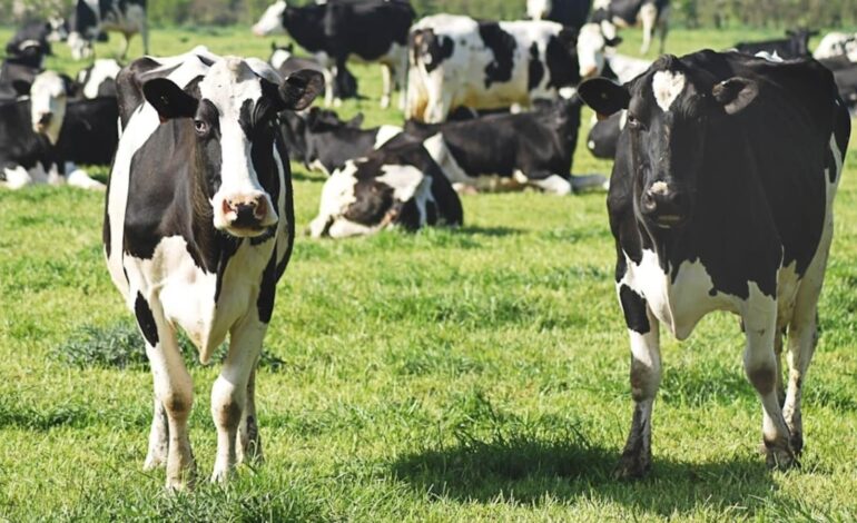 Urzędnicy amerykańscy ostrzegają pracowników mleczarskich w związku z rozprzestrzenianiem się ptasiej grypy u krów: „Stosujcie zabezpieczenia”