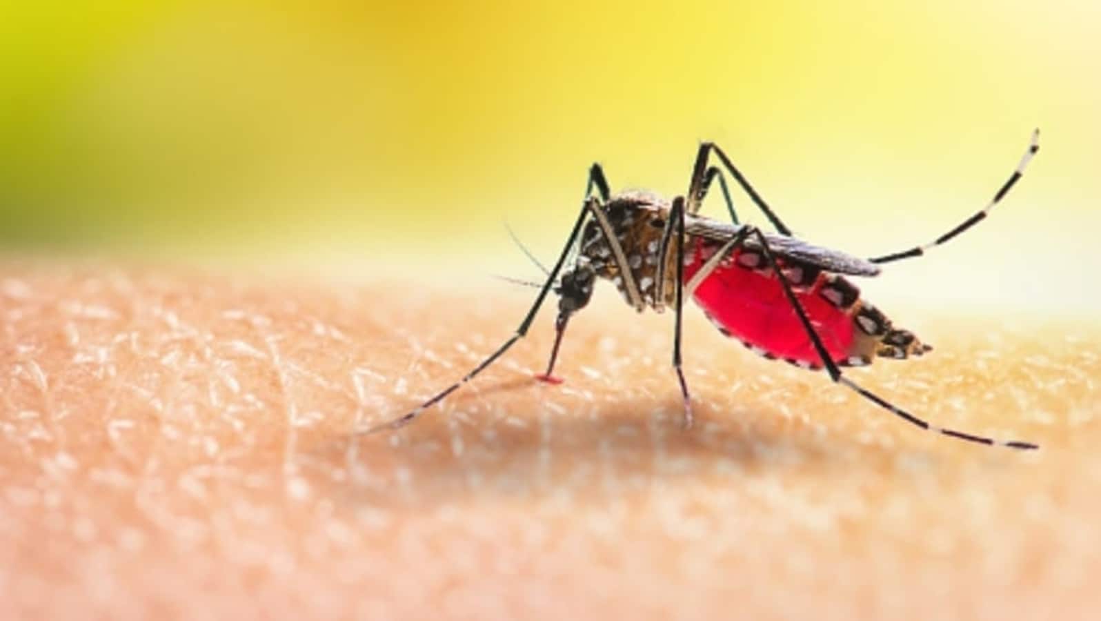 Zmiany klimatyczne zagrażają wysiłkom zwalczania malarii, WHO ostrzega: 6 strategii łagodzących do przyjęcia |  Zdrowie