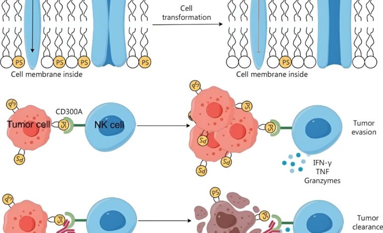 Doładowanie komórek odpornościowych do walki z rakiem krwi: postępy w immunoterapii nowotworów