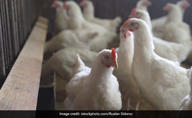 Pierwszy potwierdzony przypadek ptasiej grypy H5N2 u człowieka zmarł z powodu wielu czynników: WHO