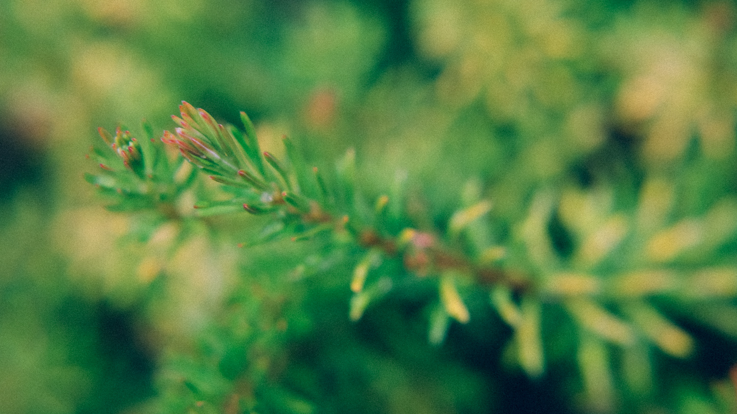 Przewodnik dla początkujących po abstrakcyjnej fotografii kwiatów