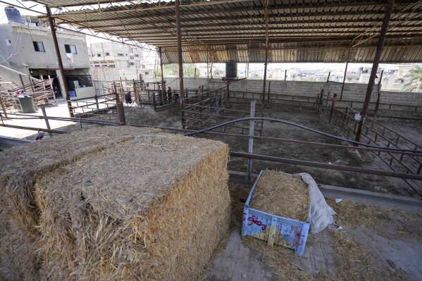 Zagrody dla zwierząt są puste przed świętem Id al-Adha w Khan Younis, Strefa Gazy, poniedziałek, 10 czerwca 2024 r. Po ośmiu miesiącach wyniszczającej wojny między Izraelem a Hamasem na lokalnych targowiskach prawie nie ma mięsa ani żywego inwentarza.  (AP Photo/Abdel Kareem Hana)