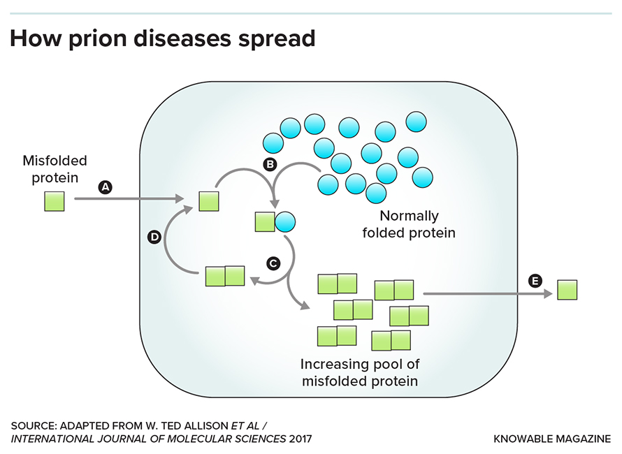 Choroby prionowe, takie jak przewlekła choroba wyniszczająca, rozprzestrzeniają się, gdy nieprawidłowo sfałdowane białko pomaga również innym.  Oto jak to się dzieje: O: Nieprawidłowo sfałdowana kopia białka prionowego (zielony kwadrat) przedostaje się do komórki lub tkanki;  B: Normalnie złożona kopia tego samego białka (niebieskie kółko) napotyka kopię nieprawidłowo złożoną;  C: Nieprawidłowo sfałdowane białko powoduje również nieprawidłowe sfałdowanie normalnego, powodując akumulację takich białek;  D: Szkodliwe białka powodują zmianę kształtu jeszcze większej liczby białek;  E: Nieprawidłowo sfałdowane białka mogą zostać usunięte i zainfekować inne tkanki i inne zwierzęta.