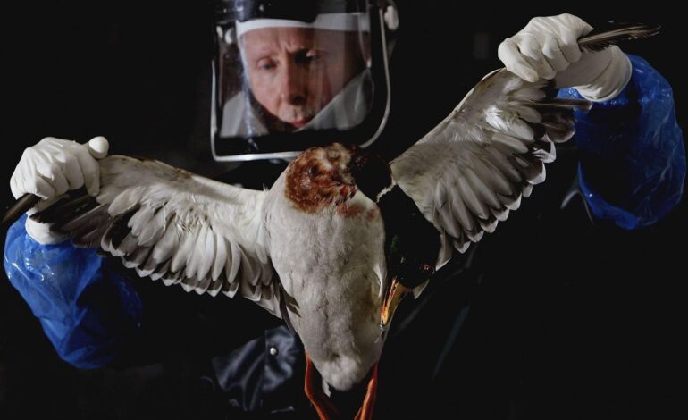 Oto dlaczego maskowanie i inne środki bezpieczeństwa mogą powrócić, jeśli zostanie ogłoszona pandemia ptasiej grypy