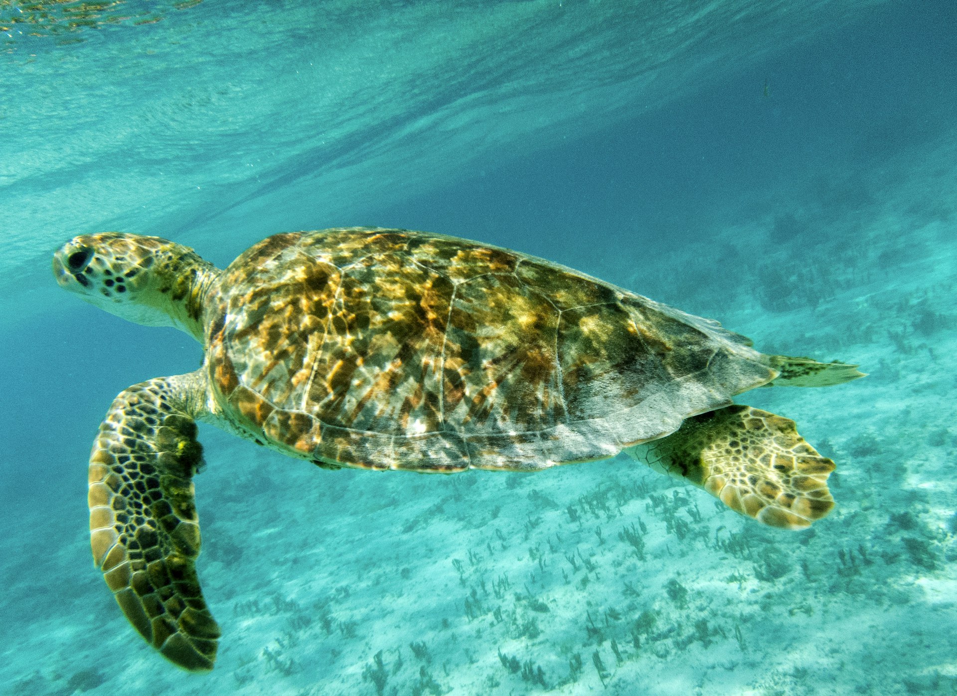 Zbliżenie na żółwia zielonego (Chelonia mydas) pływającego w nasłonecznionych, płytkich morzach karaibskich.  Tobago Cays, Marine Park: Saint Vincent i Grenadyny. 