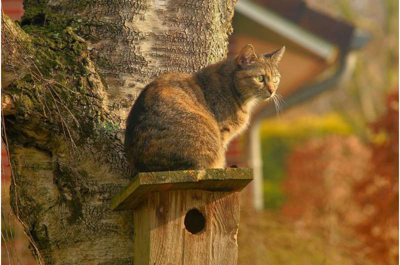 kot obserwujący ptaka