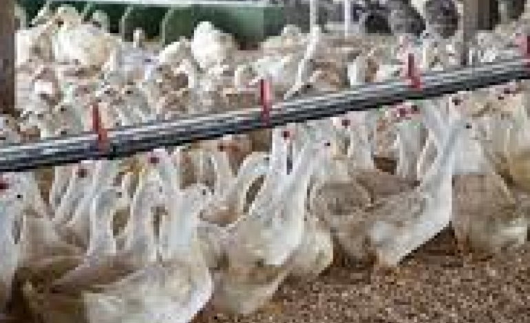 Epidemia ptasiej grypy w amerykańskich gospodarstwach mlecznych budzi obawy dotyczące zdrowia publicznego