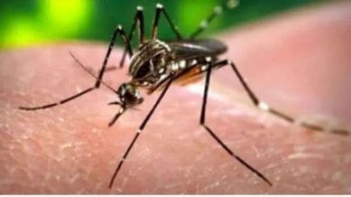 wirus Zika