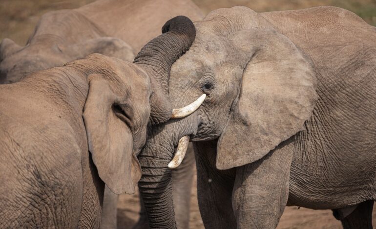 Badania sugerują, że słonie afrykańskie mają swoje własne imiona