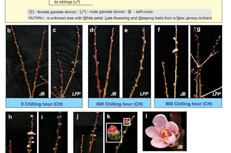 Koniec z wiosennymi przymrozkami: odkrycie genetyczne opóźnia kwitnienie brzoskwini, chroni uprawy