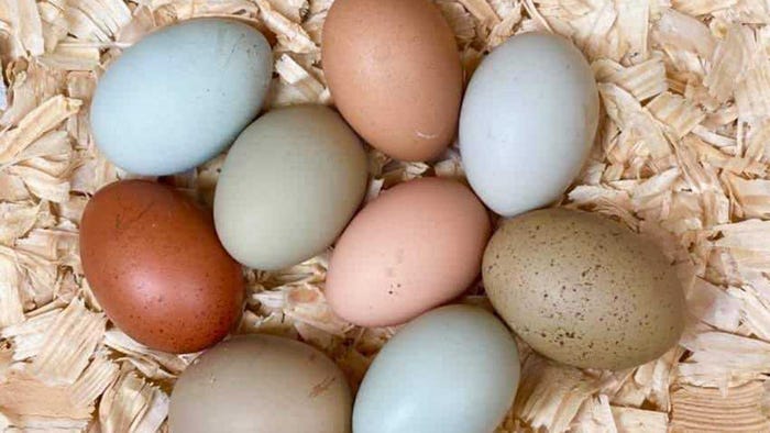 natalie-allcorn-eggs-shavings.jpg