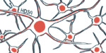 Ilustracja komórek nerwowych towarzysząca historii o dorocznej konwencji HDSA.