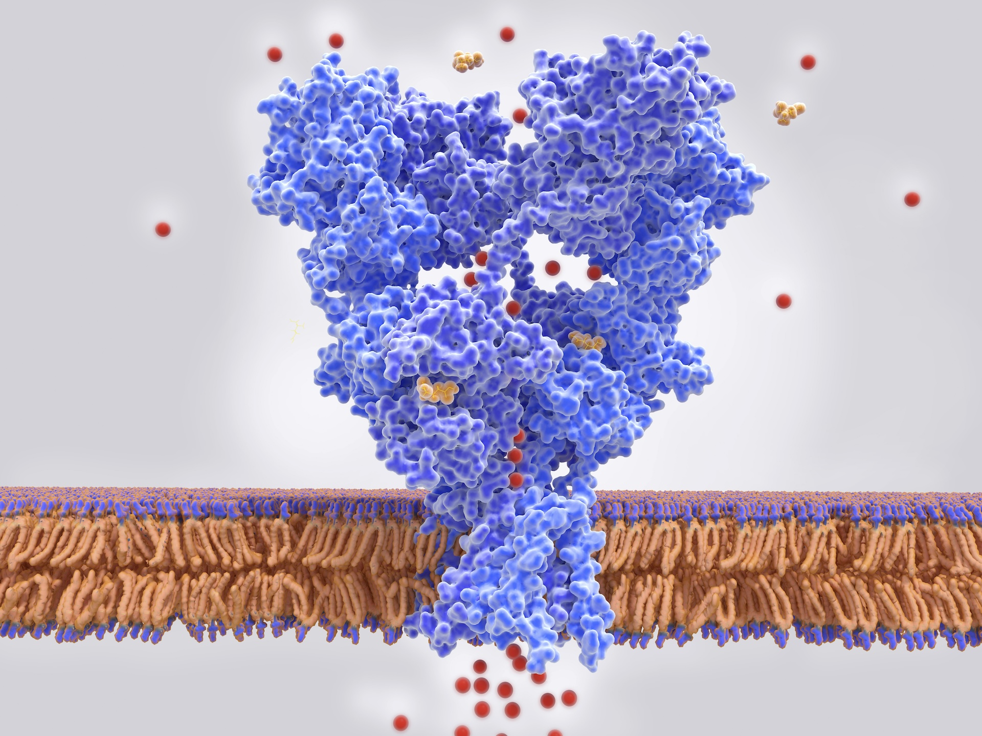 Ilustracja receptora glutaminianu AMPA
