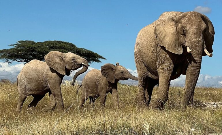 Słonie afrykańskie mogą mieć unikalne imiona dla każdego członka rodziny, podobnie jak ludzie