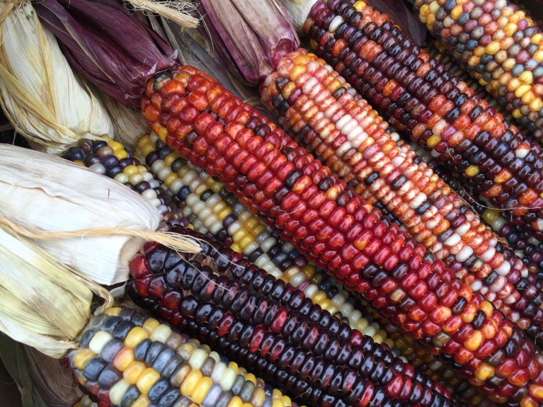 Stos kolb kukurydzy z wielokolorowymi ziarnami kukurydzy w wielu odcieniach żółtego, fioletowego, czerwonego i pomarańczowego