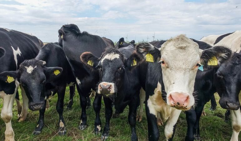 Dania wprowadzi pierwszy na świecie podatek węglowy od rolnictwa w wysokości 100 dolarów od krowy