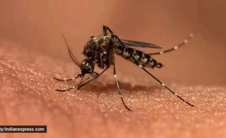 Jak długo trzeba czekać, aż objawy Zika i dengi pojawią się po ukąszeniu komara?