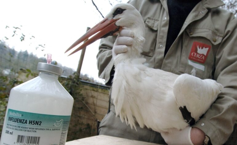 Meksykanin umiera z powodu pierwszego przypadku ptasiej grypy u człowieka: co to jest szczep H5N2?