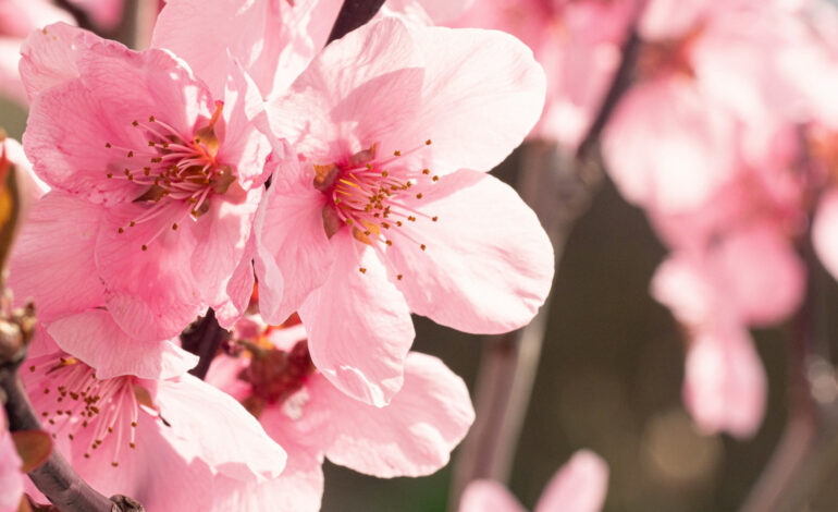 Koniec z wiosennymi przymrozkami: odkrycie genetyczne opóźnia kwitnienie brzoskwini, chroni uprawy